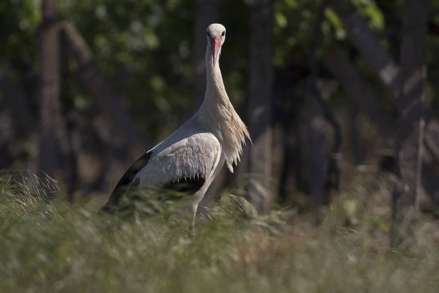 , Desislava Todorova