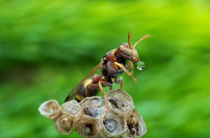 Wasp фото превью