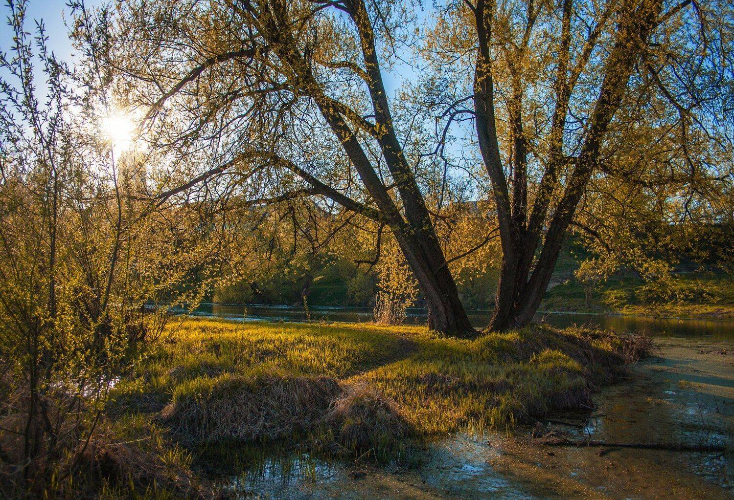 фото, природа, весна, лес, пруд, Екатерина