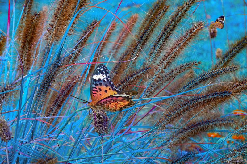 ***** фото превью