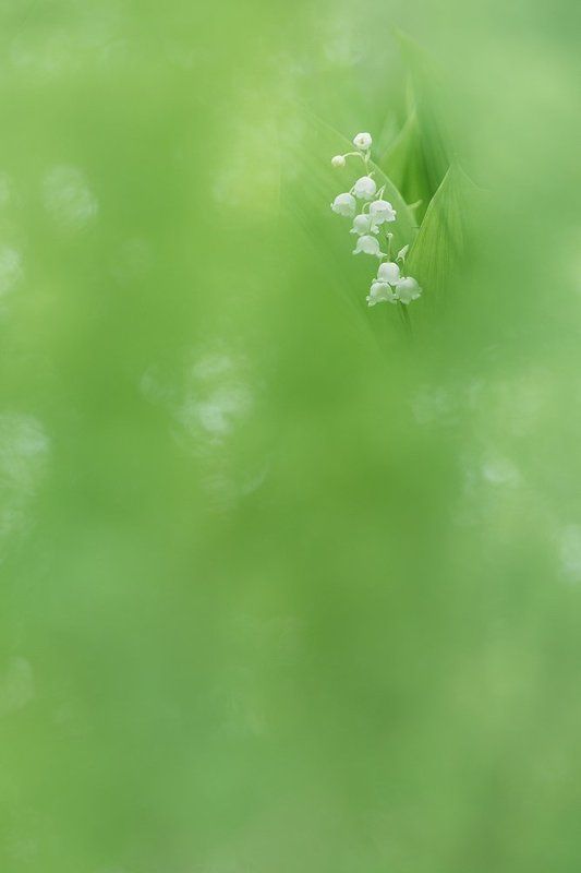 О цвете ландыша фото превью