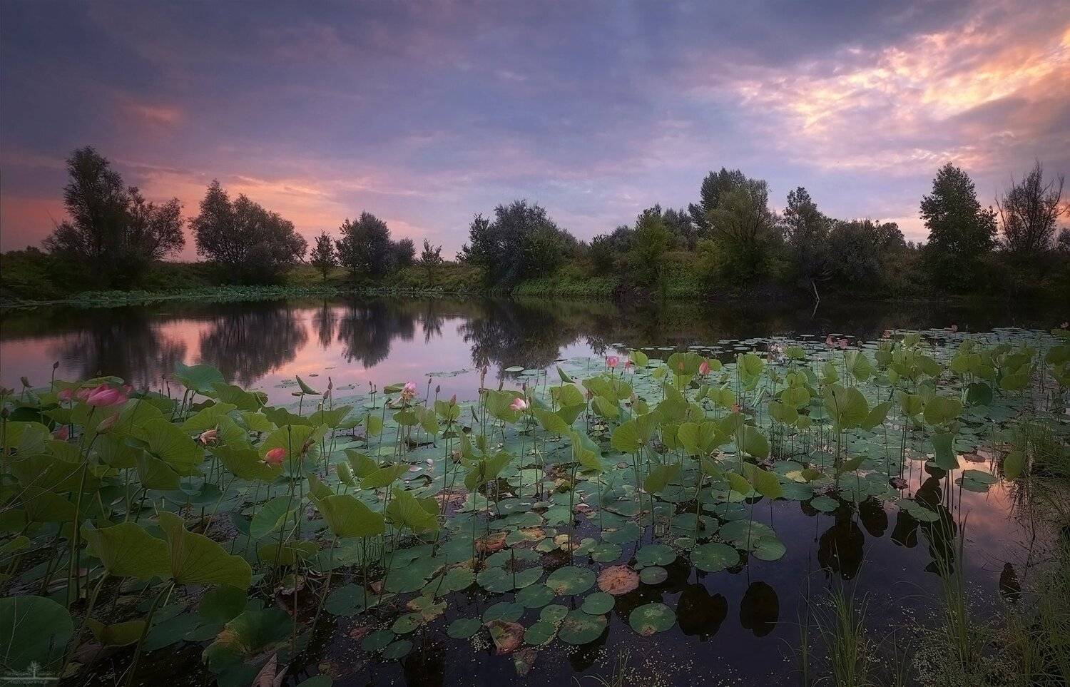 лотосы, Попрошаев Сергей