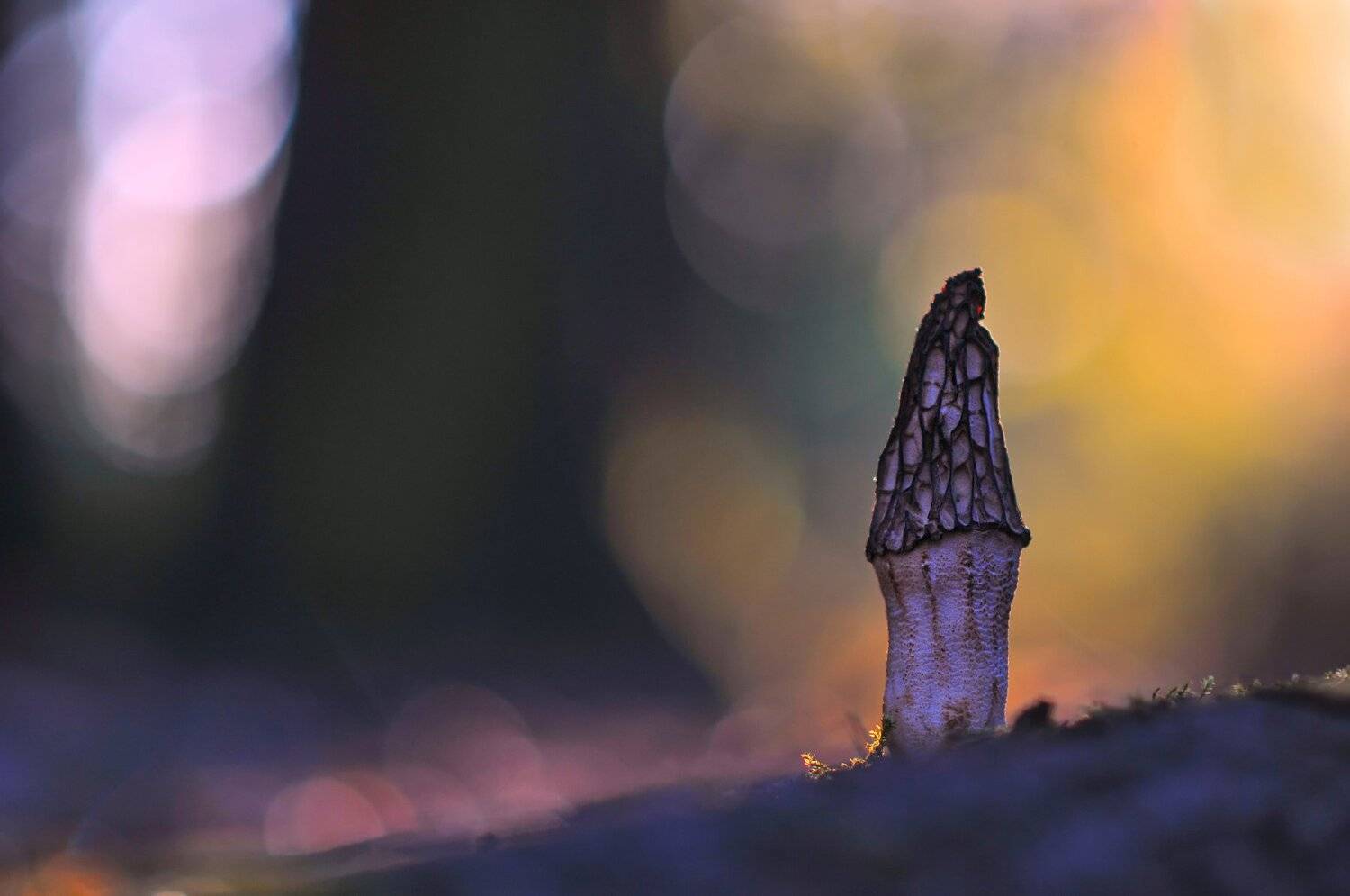 грибы, природа, макро, закат, Александр Гвоздь