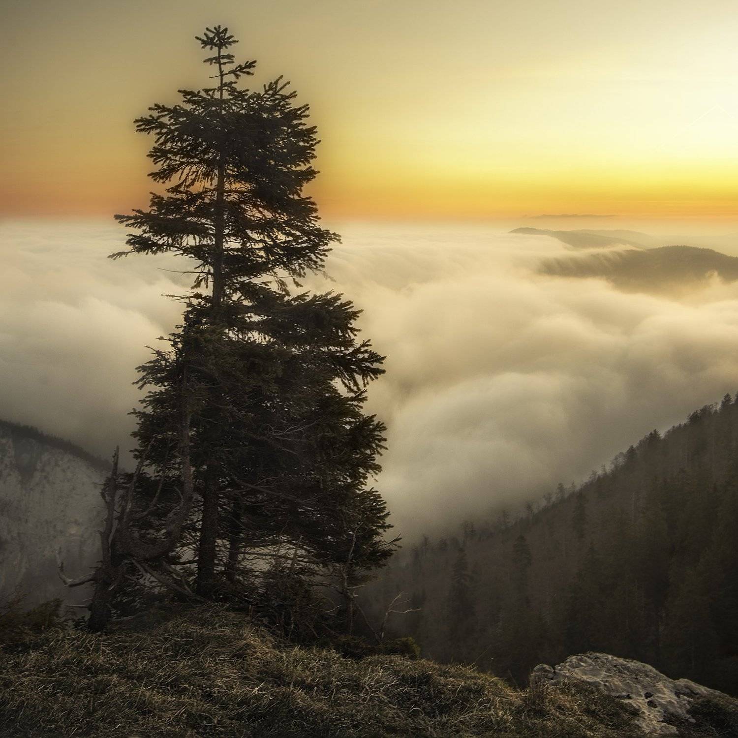 creux duvan,switzerland,sunrise,clouds,alone tree, Felix Ostapenko