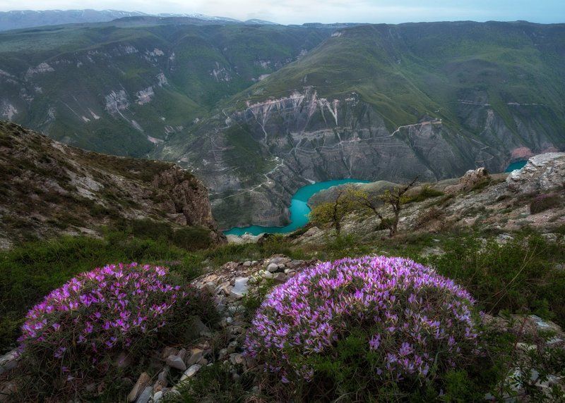 Цветущий Дагестан. фото превью