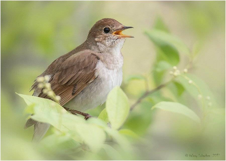 , Валерий Субачев