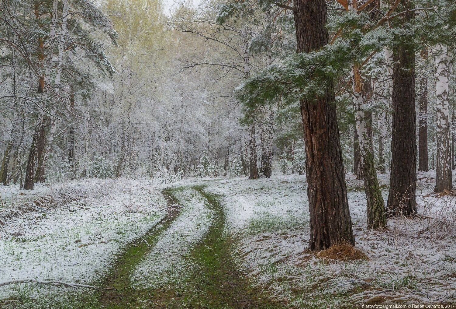#алтай_чудеса_природы #алтай #сибирь #siberia #павел_филатов #pavel_filatov #filatovpavelaltai #березы #снег #май #роща #май #весна #altai #snow #spring, Павел Филатов
