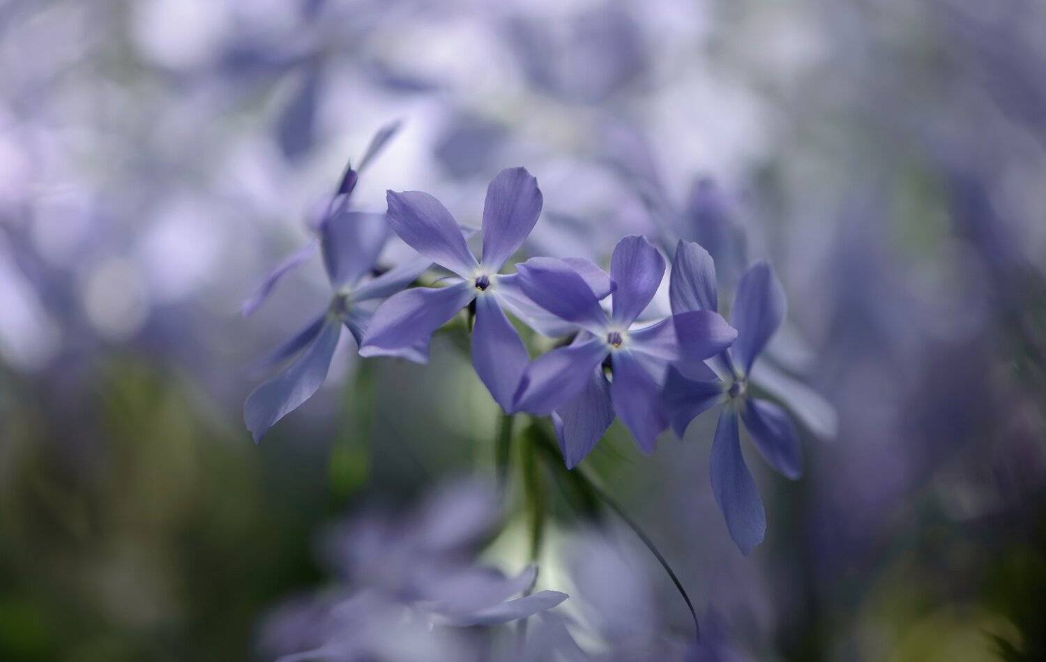 природа, макро, весна, цветы, флокс растопыренный, Неля Рачкова