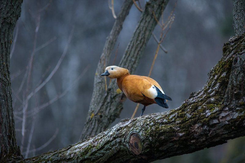 огарь, утка, дерево, птица, фотоохота, животные Огарь фото превью