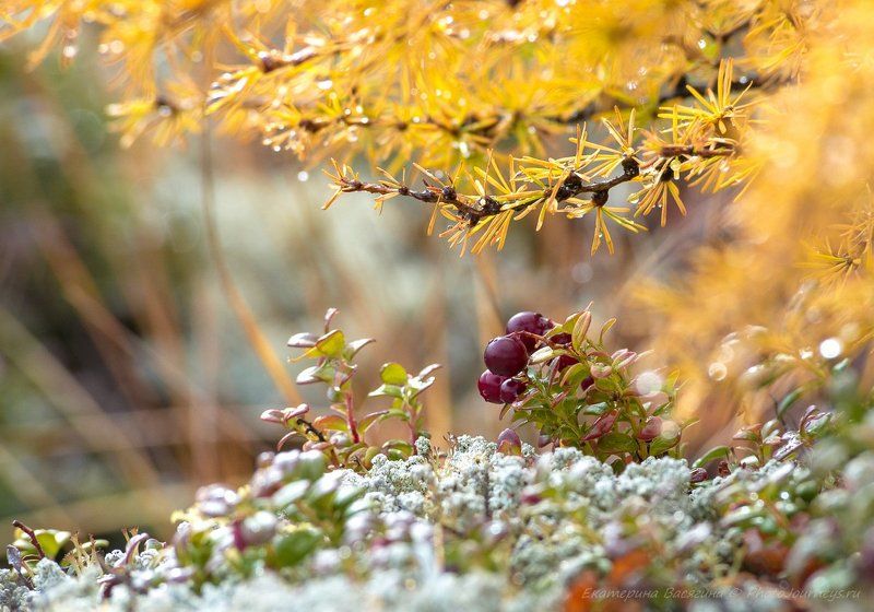 Северное очарование фото превью