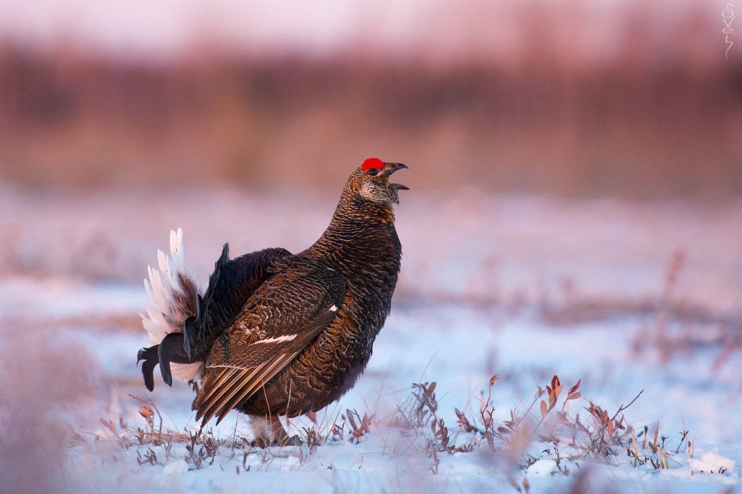 тетерев, svet