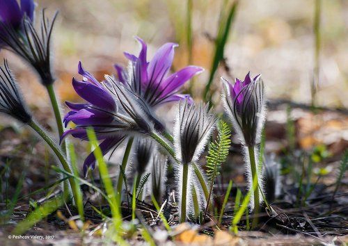 Pro весеннее чудо…)