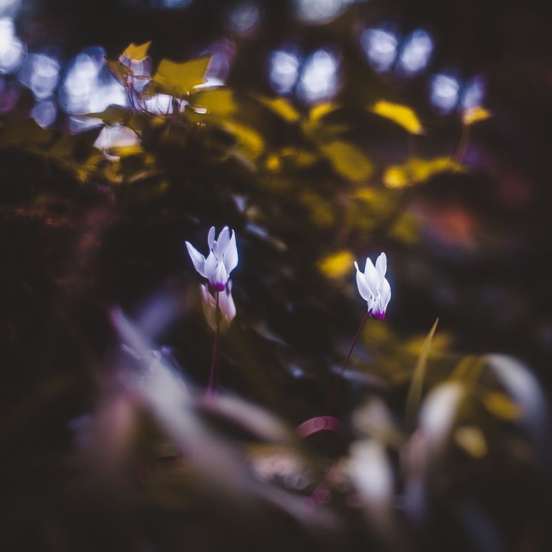 В ботаническом саду фото превью