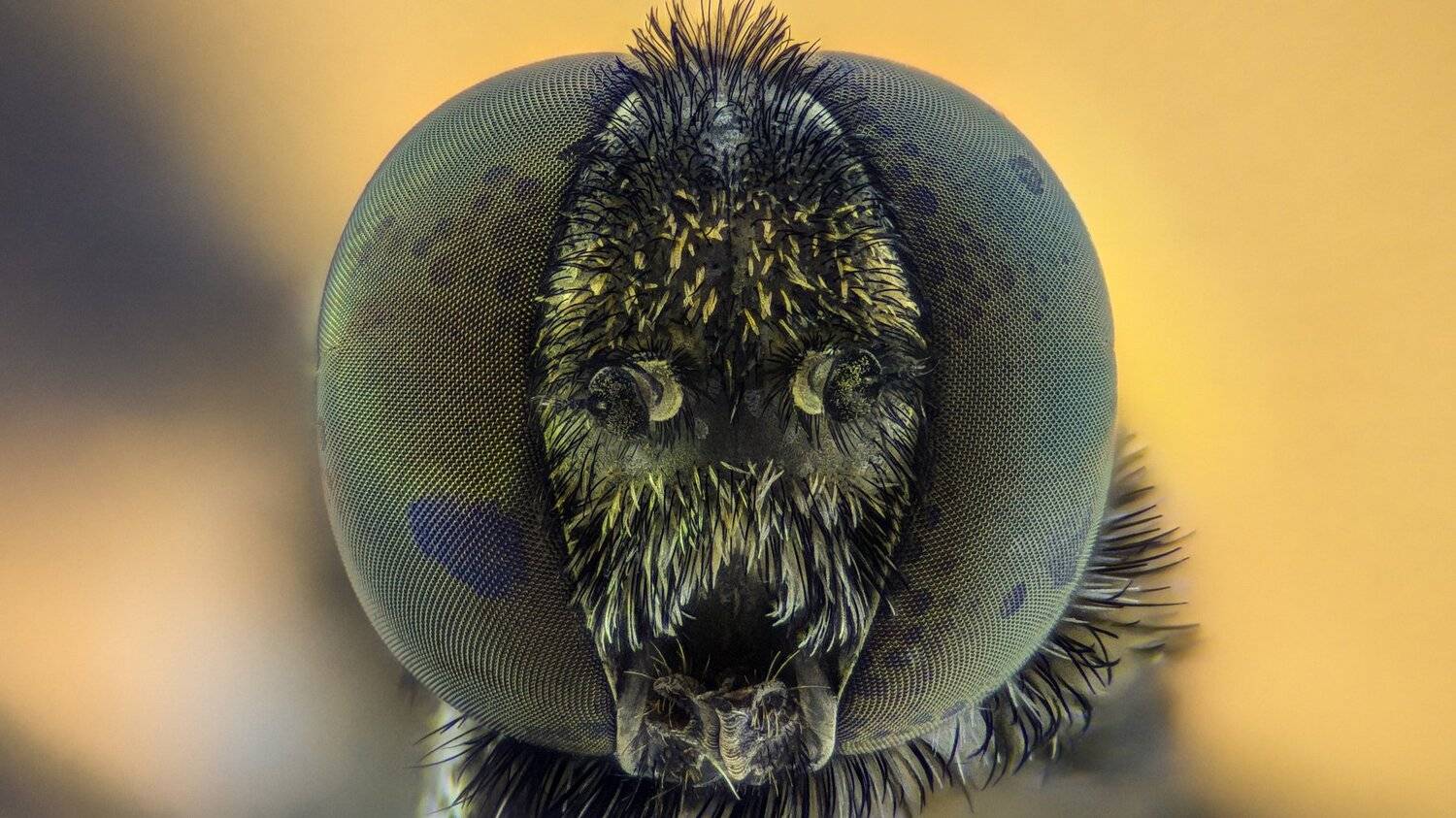 ceclii,macro,lgg4, extremmacro,  макро, Tsvetan Ganev