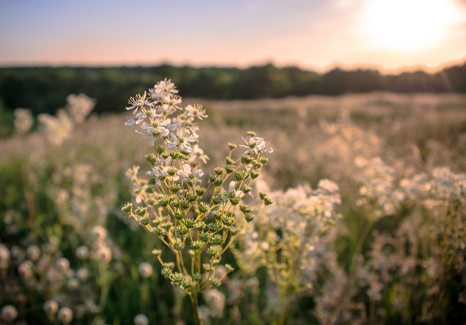 таволга, запах, аромат, вечер, закат, луг, поле, солнечно, цветы, белый, оранжевый, свет, лето, Ксения Соварцева