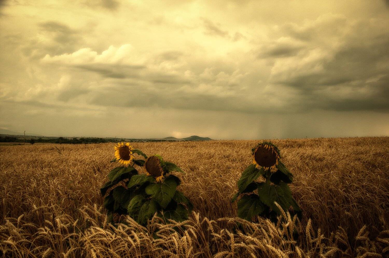 nikon d90, Tihomir Petkov