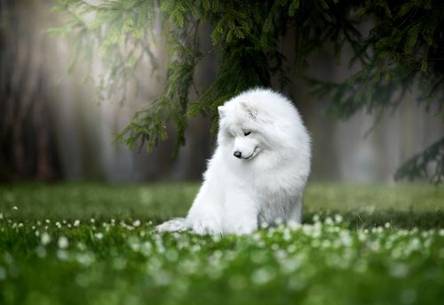 Весеннее настроение