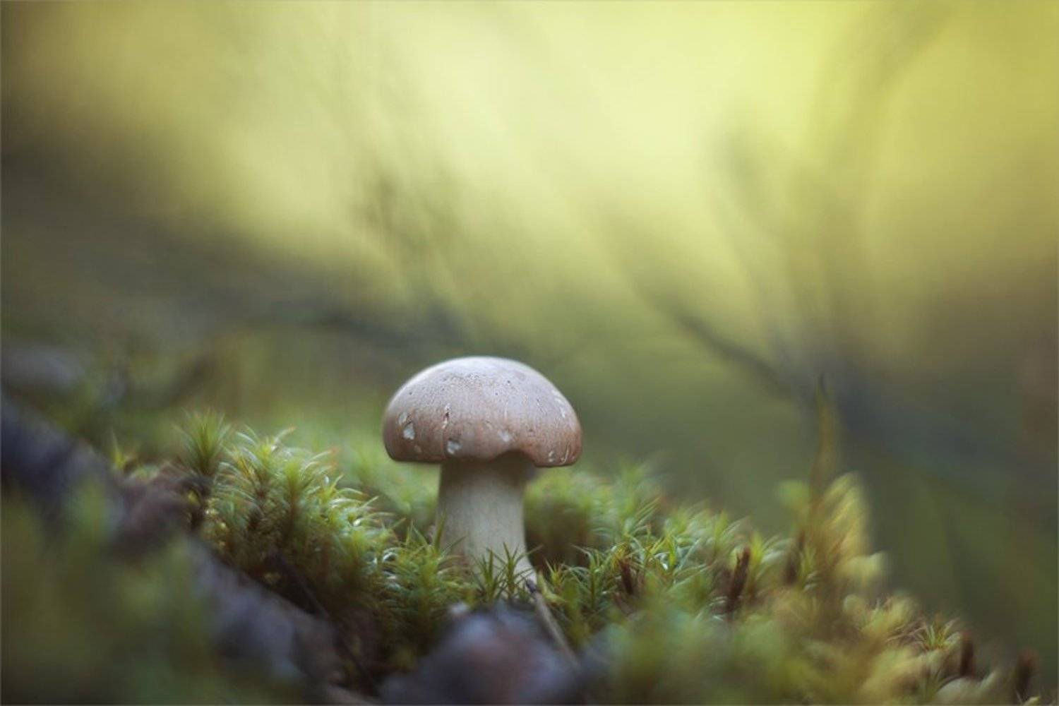 , Наталья Ова