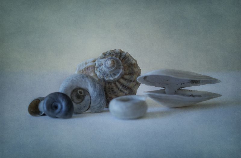 shells фото превью