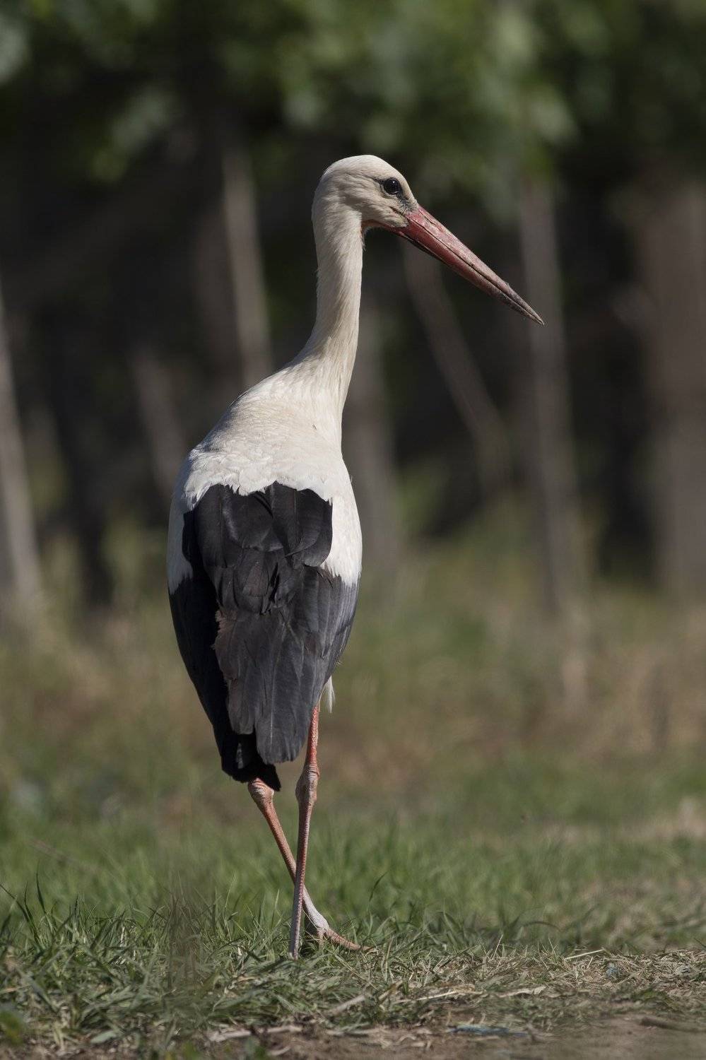 , Desislava Todorova