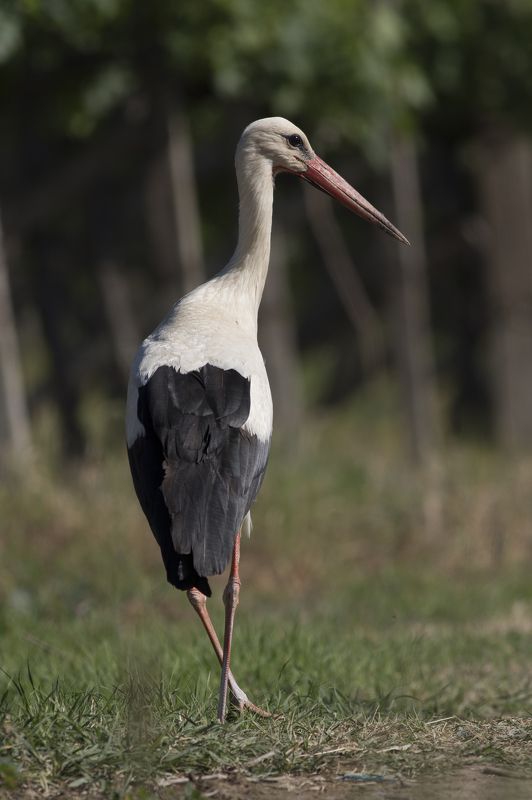 Грация фото превью