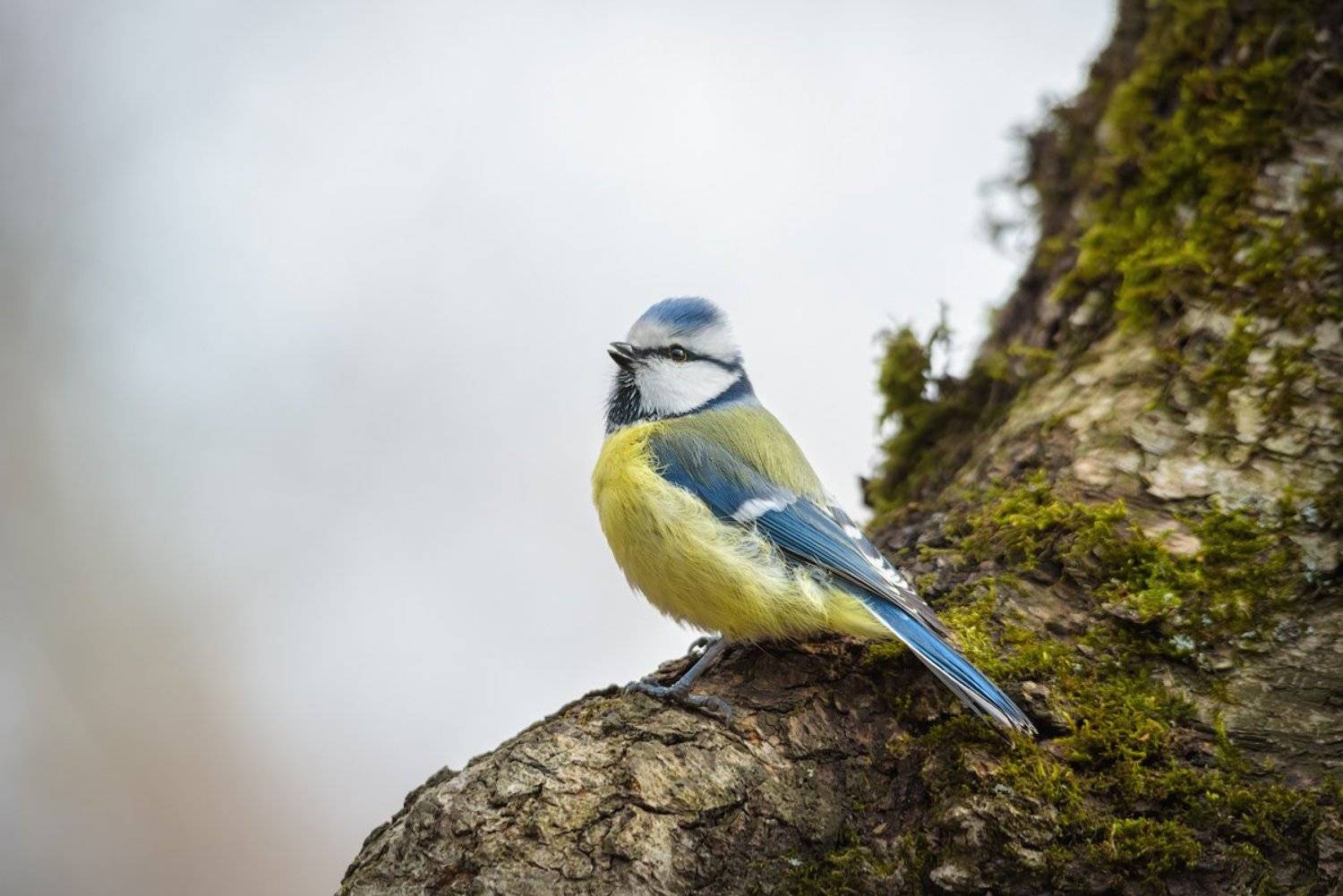 обыкновенная лазоревка, синица, птицы, животные, синий, Игорь Зубков