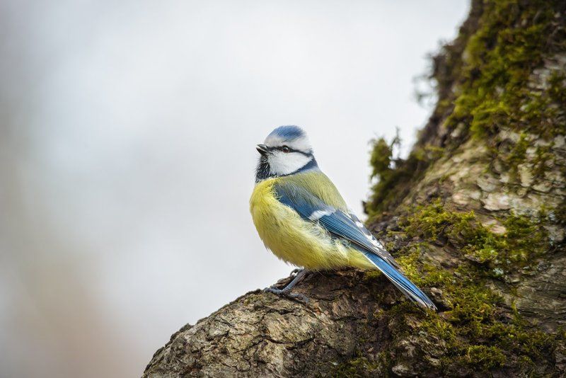 обыкновенная лазоревка, синица, птицы, животные, синий Обыкновенная лазоревка фото превью