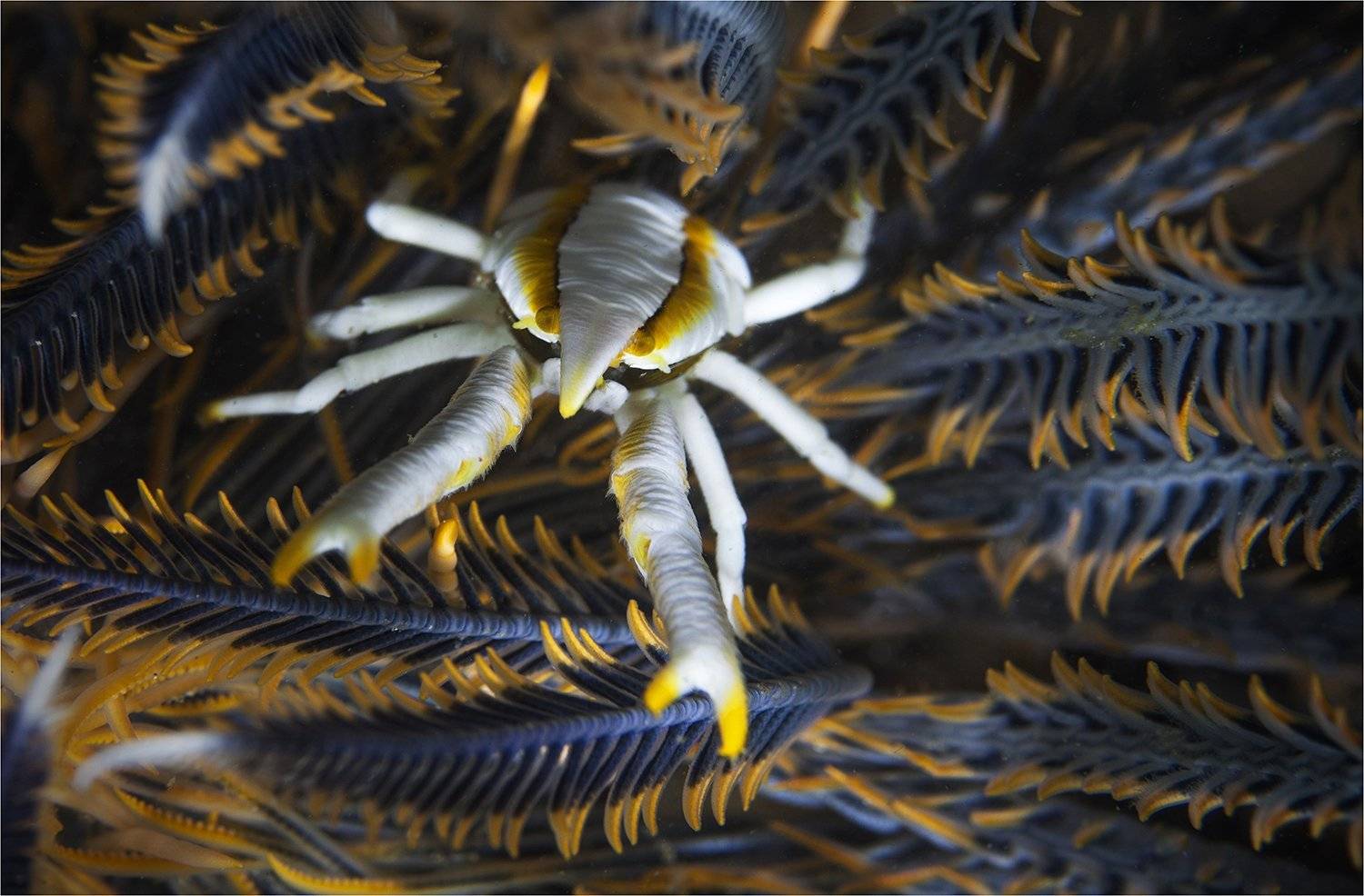 филиппины, краб, морская лилия, Сергей Гаспарян