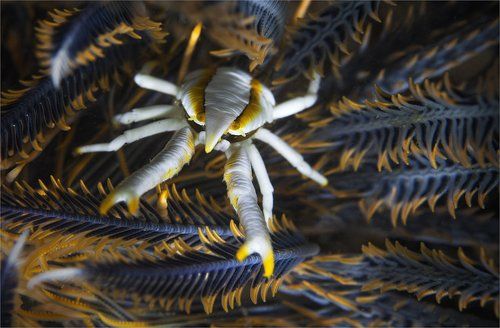 хочу на ручки !