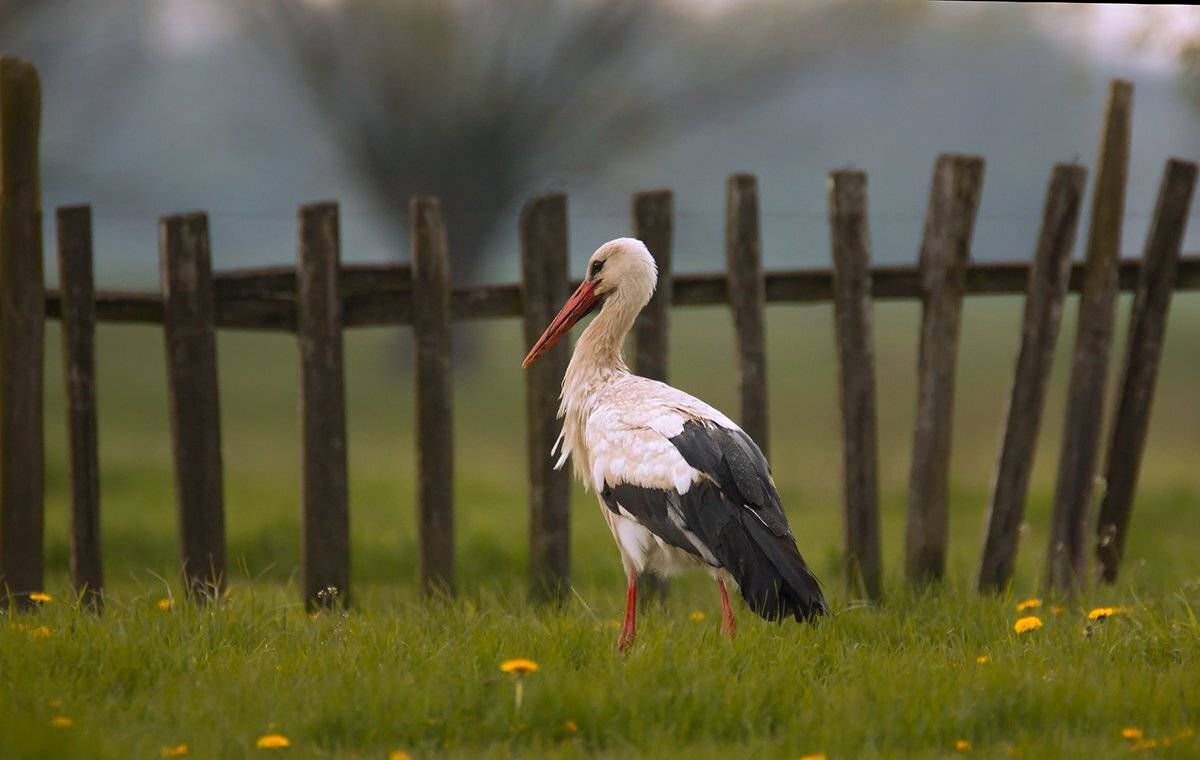 , Pawel Plucinski