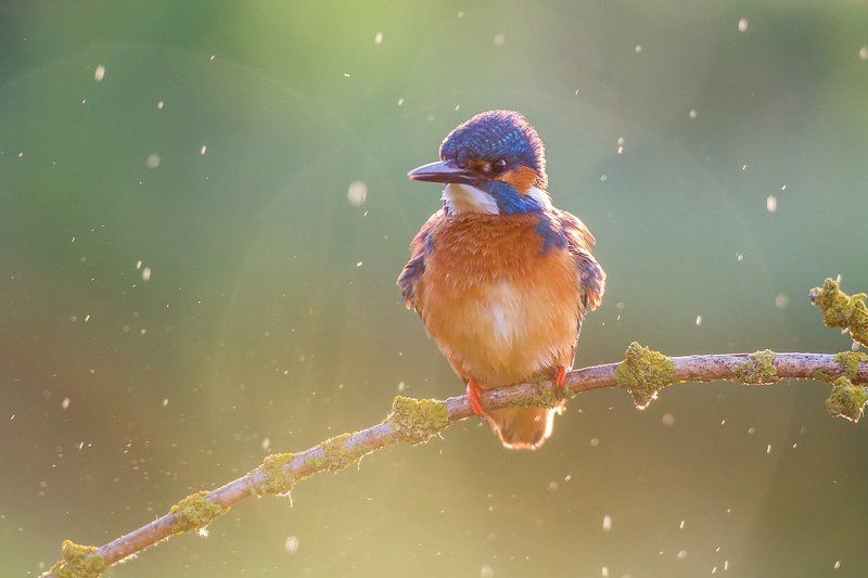 Drops фото превью