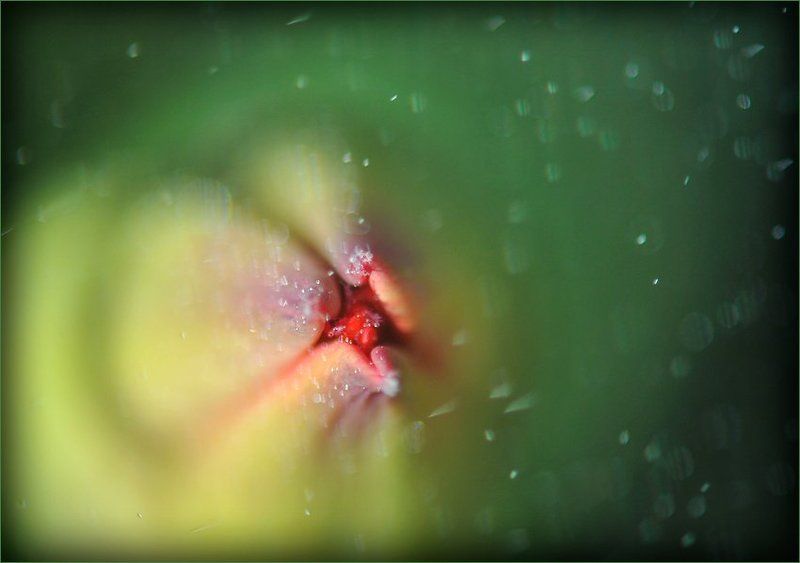 макро , бутон , тюльпан Инопланетное :) Рождение тюльпана. фото превью