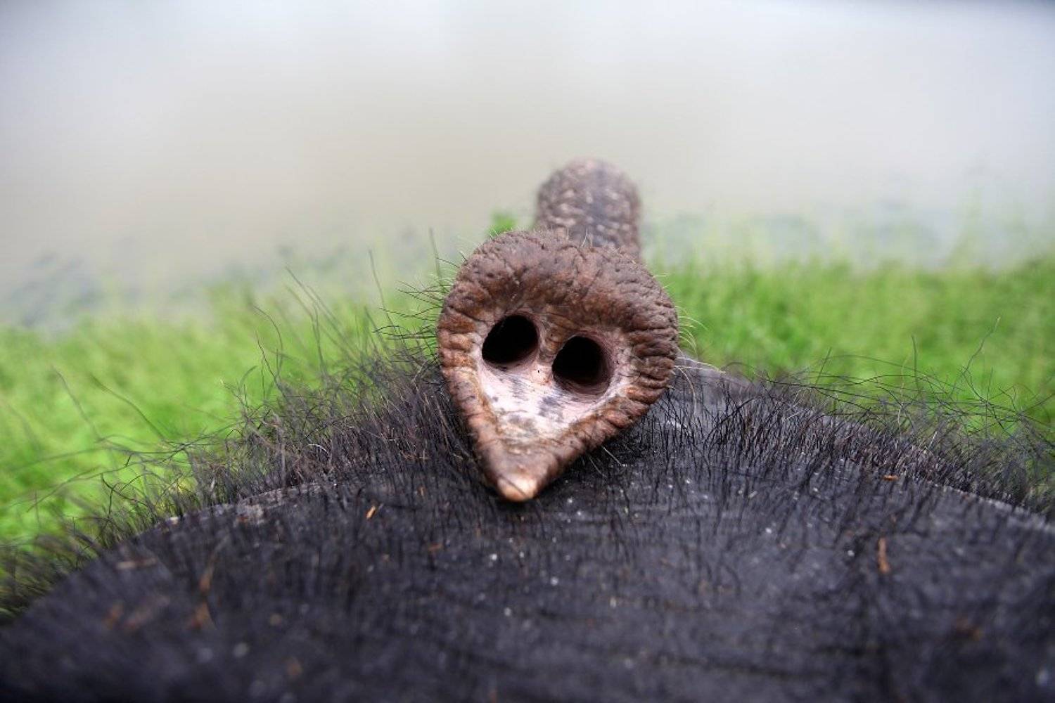 , Марк Подрабинек