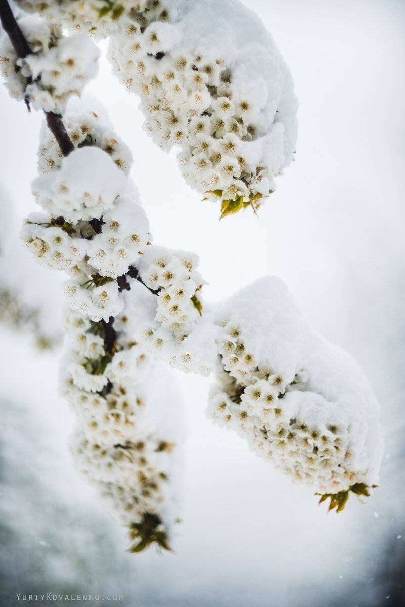крым, Юрий Коваленко