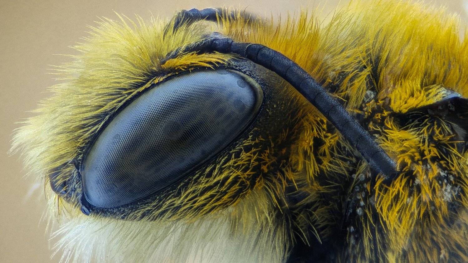 ceclii,macro,lgg4, extremmacro,  макро, Tsvetan Ganev