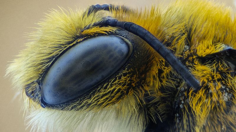 Пчела фото превью