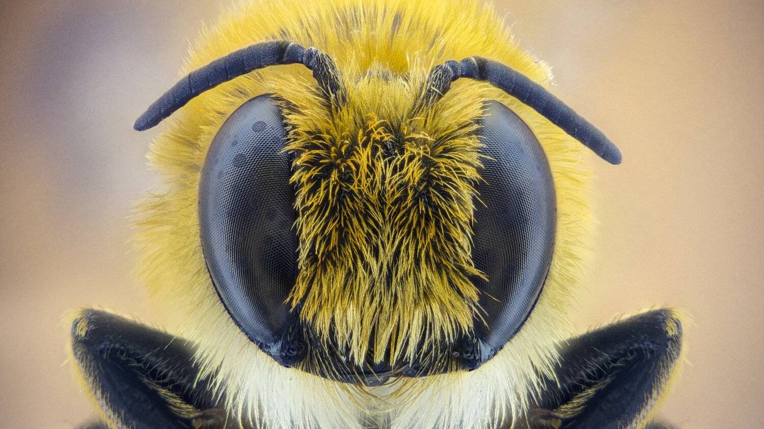 ceclii,macro,lgg4, extrememacro,  макро, Tsvetan Ganev