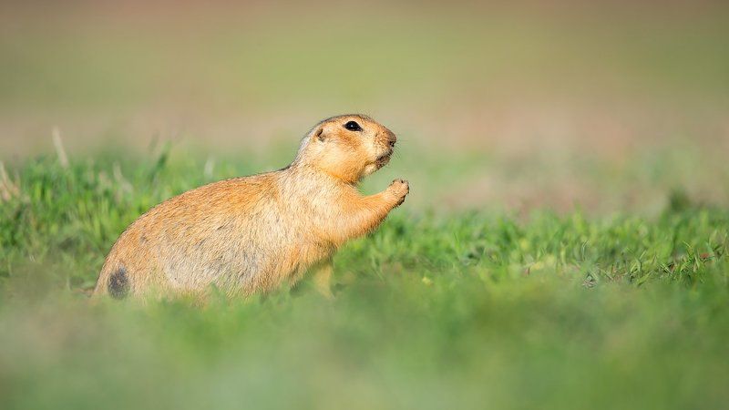 суслик,животное,животные,природа,фотоохота День сурка фото превью