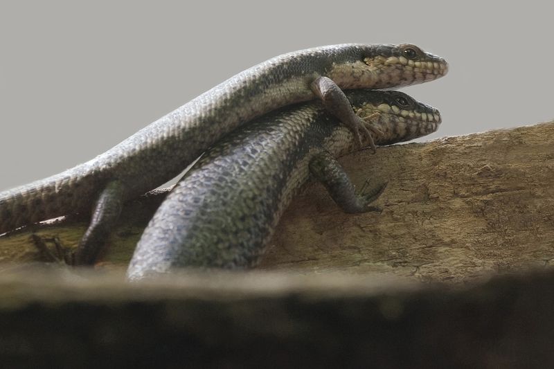 Scinque фото превью