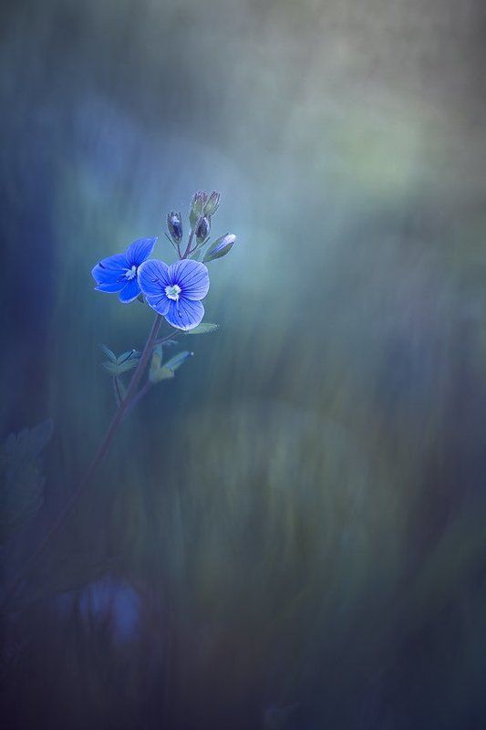 flower, nature, spring Blue фото превью
