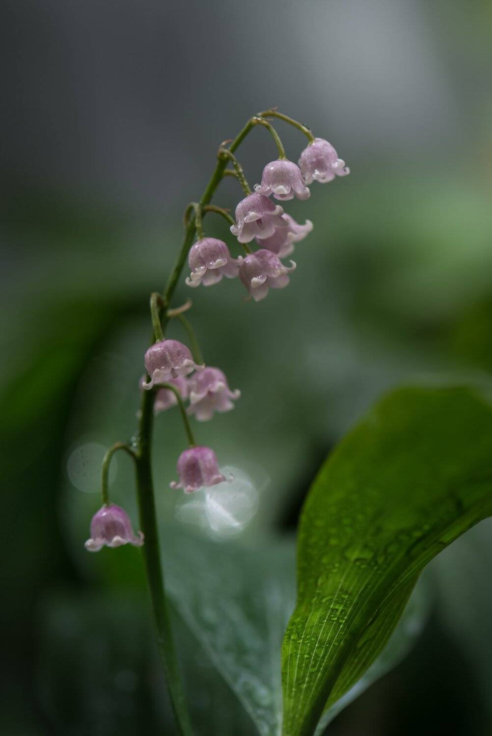 природа, макро, весна, цветы, розовый ландыш, капли дождя, Неля Рачкова