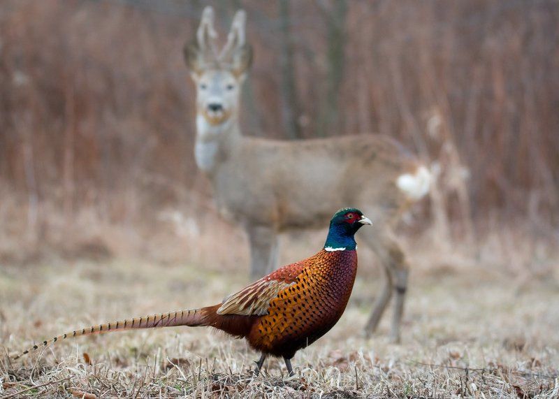 Look фото превью