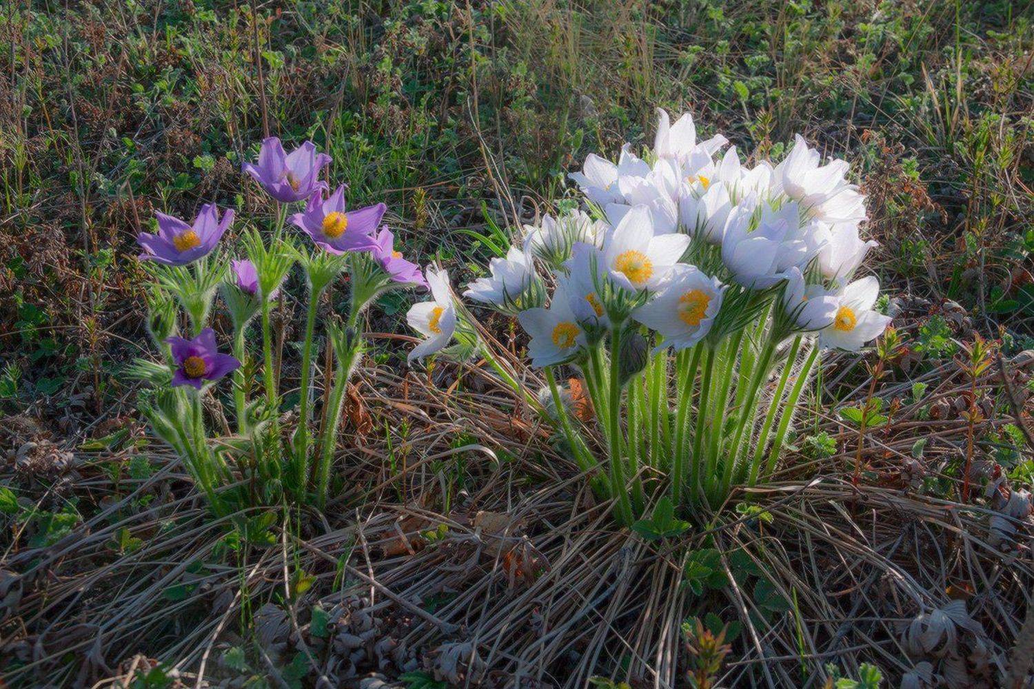 , Николай Морский