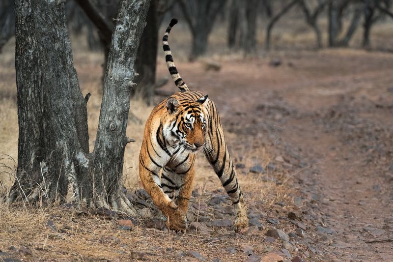 И хвост трубой фото превью