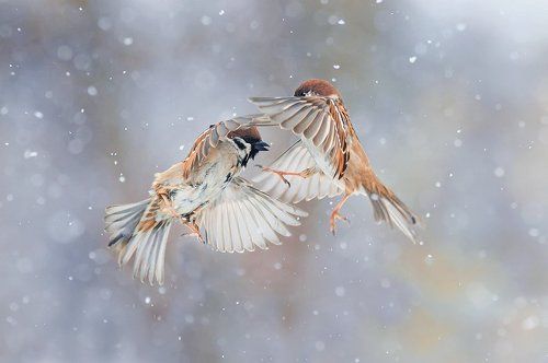 кружась со снегом