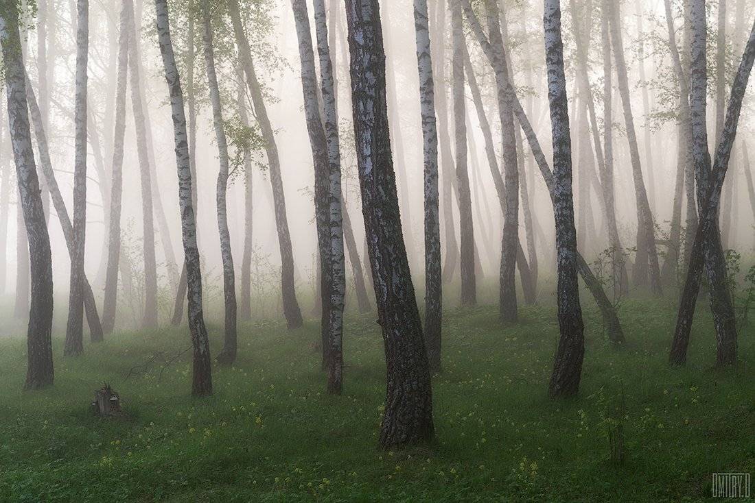 пейзаж, утро, березы, туман, пейзаж, силуэты,, Дмитрий Доронин