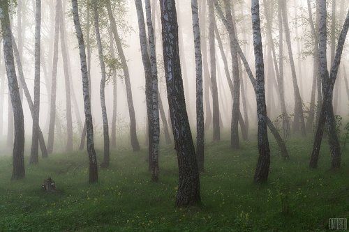 Где-то в березовых лесах