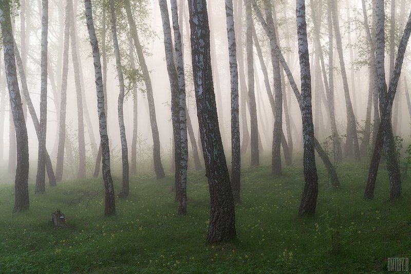 пейзаж, утро, березы, туман, пейзаж, силуэты, Где-то в березовых лесах фото превью
