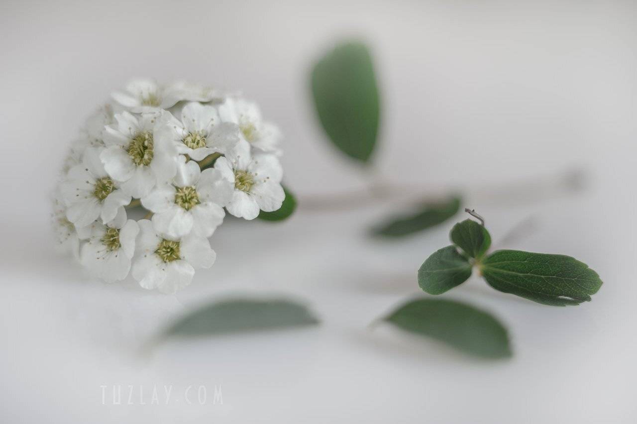 цветок невесты, спирея, spirea, Владимир Тузлай