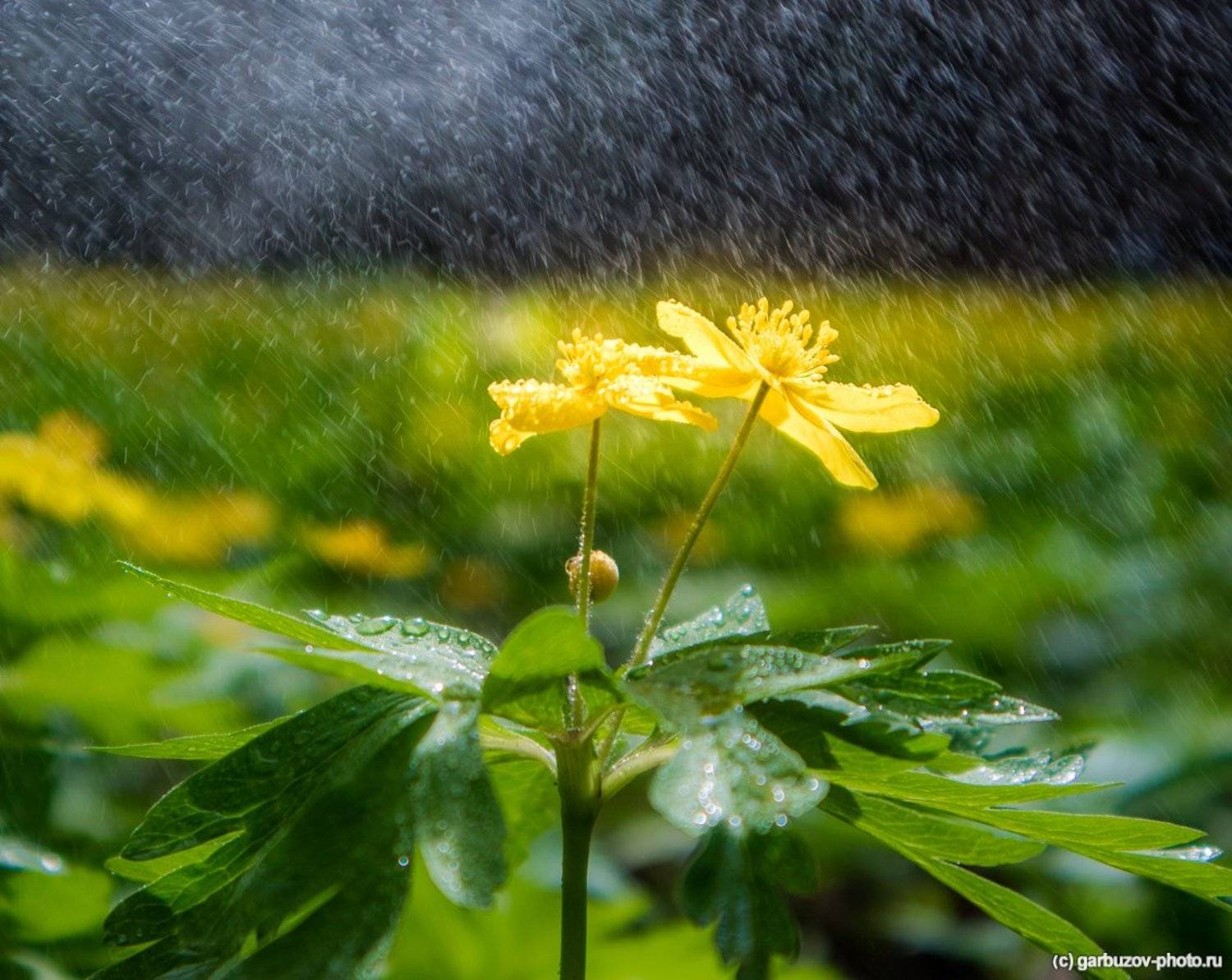 , Гарбузов Илья
